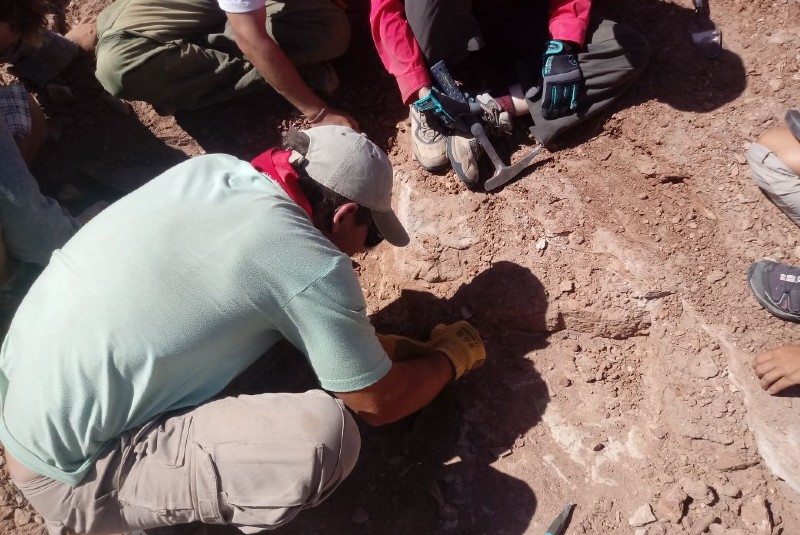 "Prochelidella es un género de tortuga de agua dulce extinto, del período cretácico de Patagonia