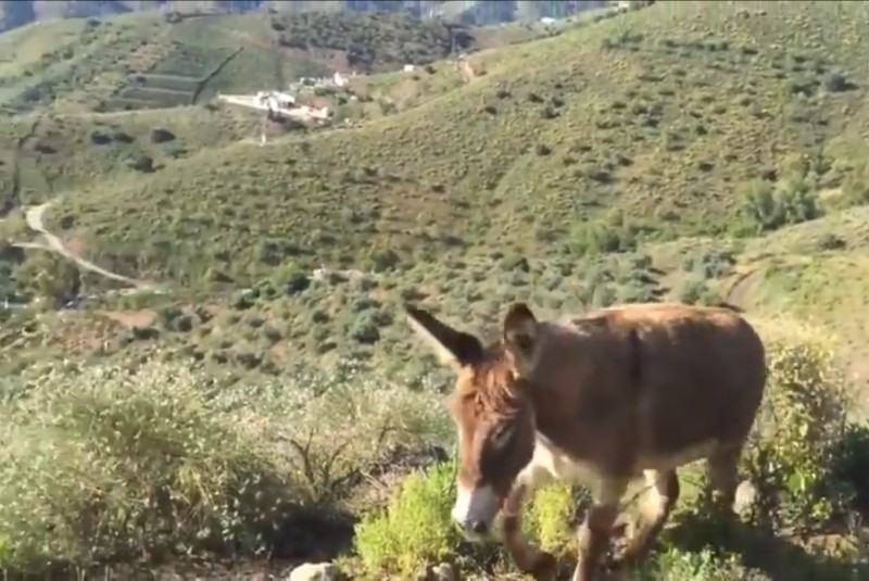 Burrita se reencuentra con su dueño