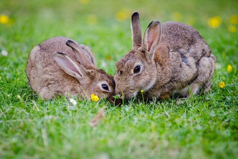 conejos