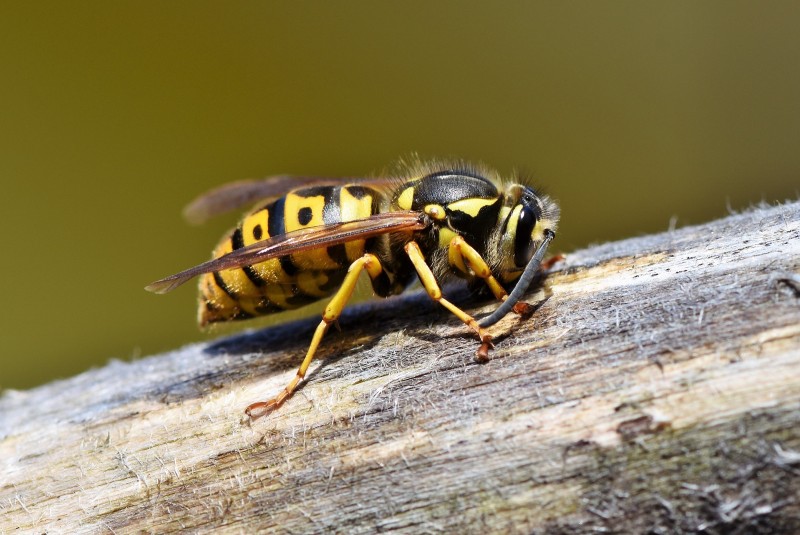 abejas en peligro