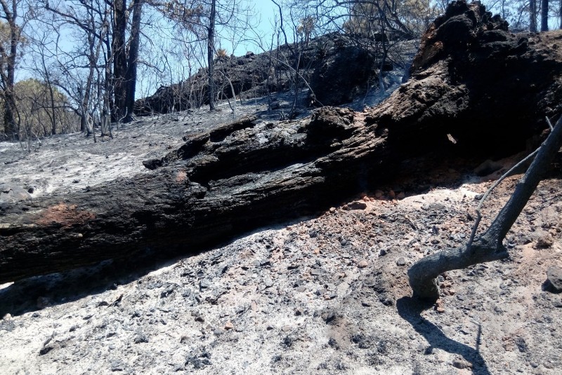 Profepa incendio Tepoztlán