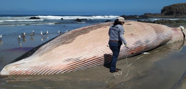 Ballena varada