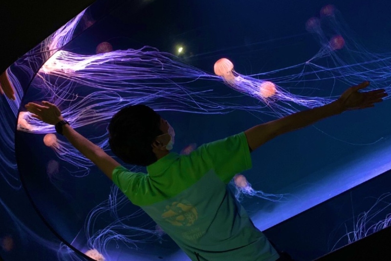 El Acuario Sunshine de Tokio inauguró este jueves un tanque panorámico de 14 metros de ancho, en el cual los visitantes podrán vivir una experiencia nunca antes vista entre medusas.