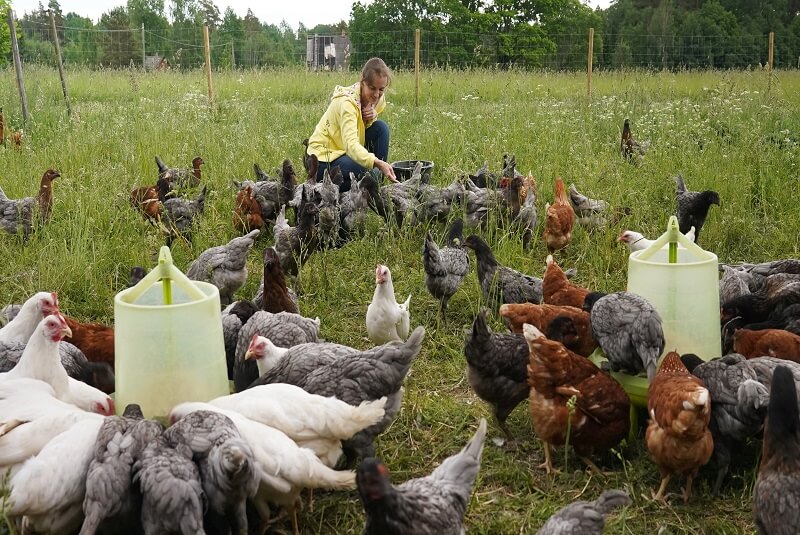 sacrificio-aves-vivas-china