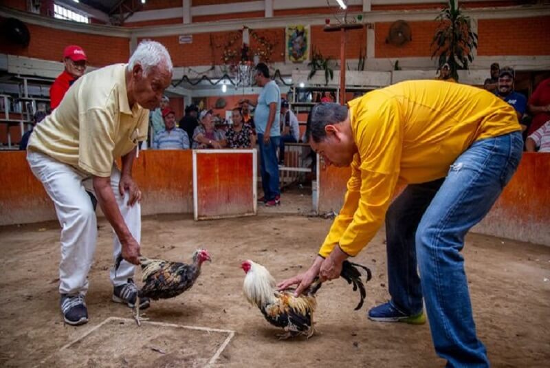 pelea-de-gallos-patrimonio-cultural-hidalgo