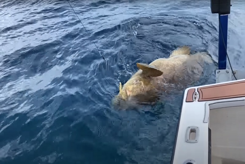 pez-mero-gigante-tira-dos-pescadores