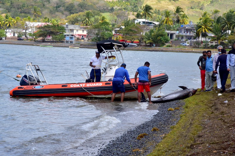 Isla Mauricio: Los trabajadores cargan cadáveres de delfines que murieron