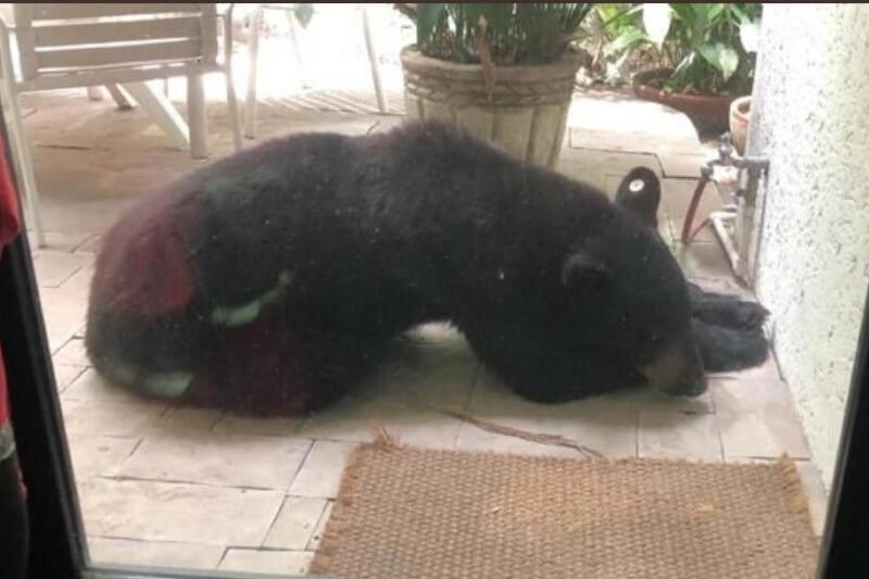 Oso negro de Chipinique