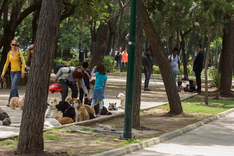 rickettsia-enfermedad-fallecimientos-chihuahua