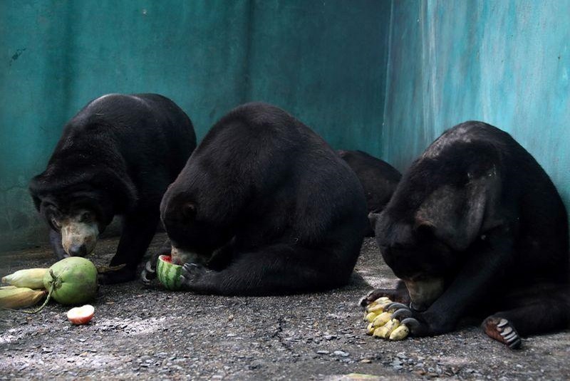 refugio-de-animales-tailandia