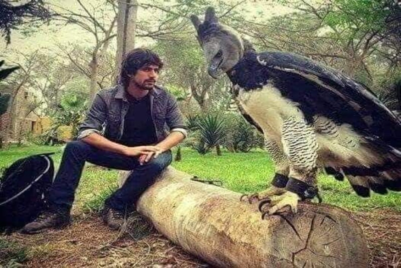 Esta es la águila arpía, un ave con tamaño casi humano