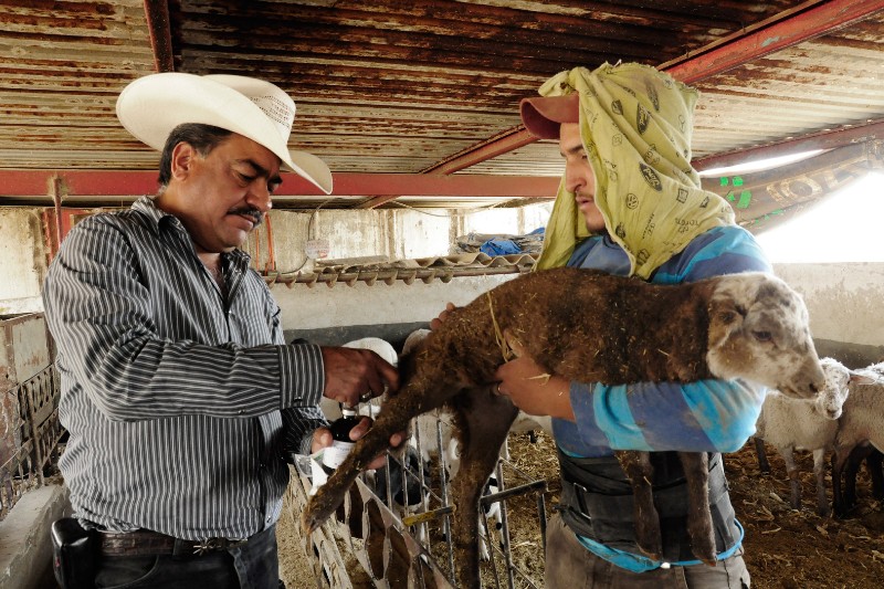 Ganaderos aplican vacuna a becerro. Sader