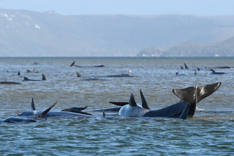 ballenas quedan varadas