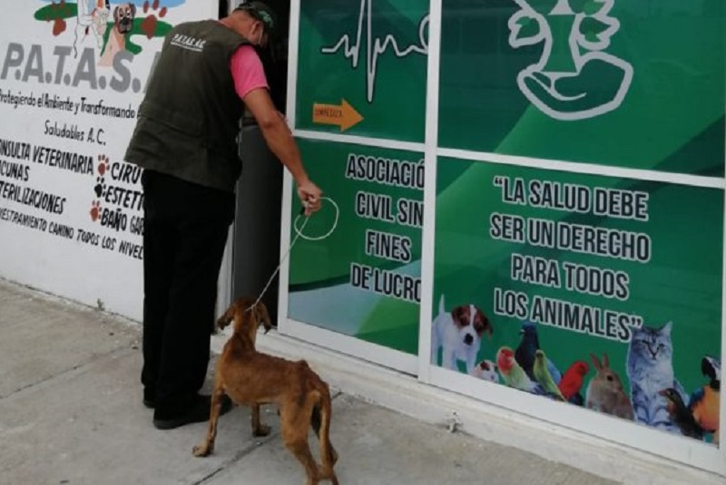 perro-canivalismo-logran-rescatarlo