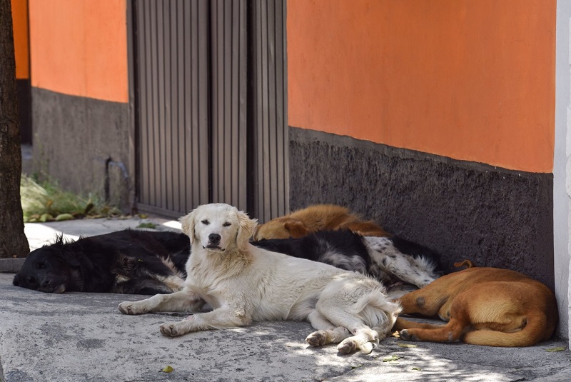 perros-capturados-tras-matar-a-un-hombre