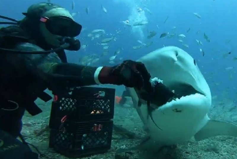 mujer-da-de-comer-a-tiburones-tigre