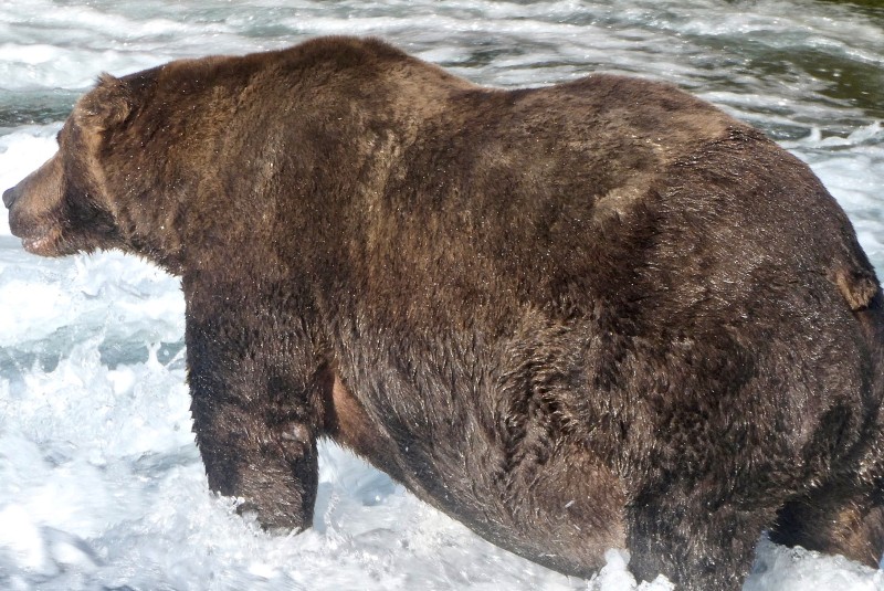 oso pardo