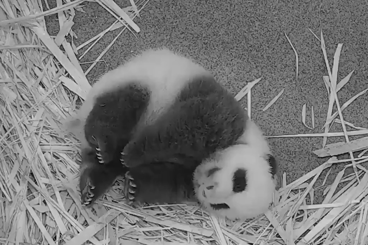 bebé panda gigante