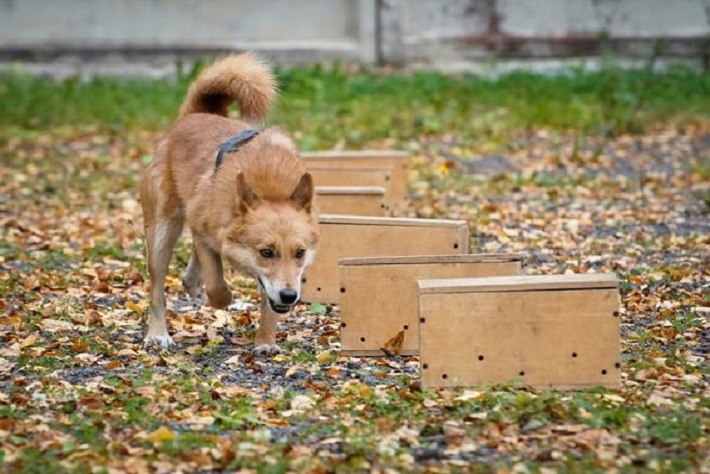 perrito-enterrado-sale-de-su-tumba