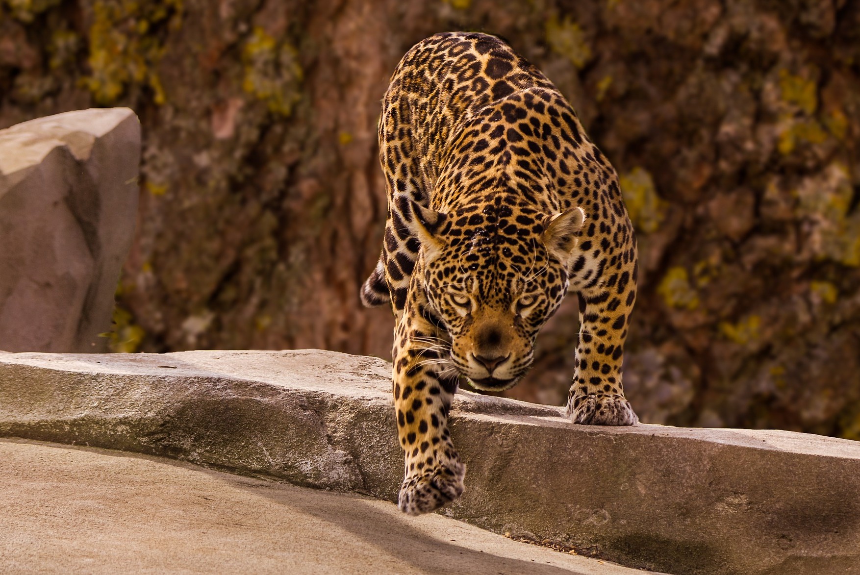 jaguar