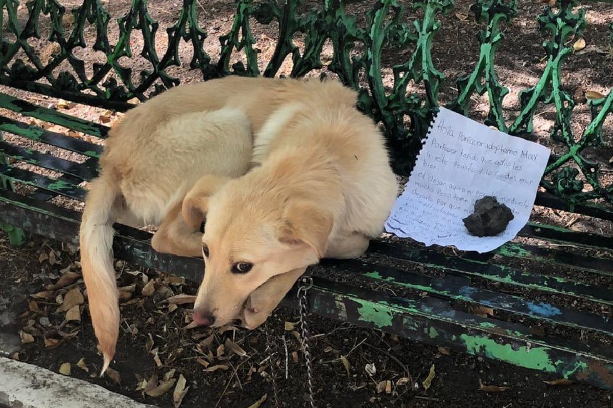 Perrito en banca de la CDMX