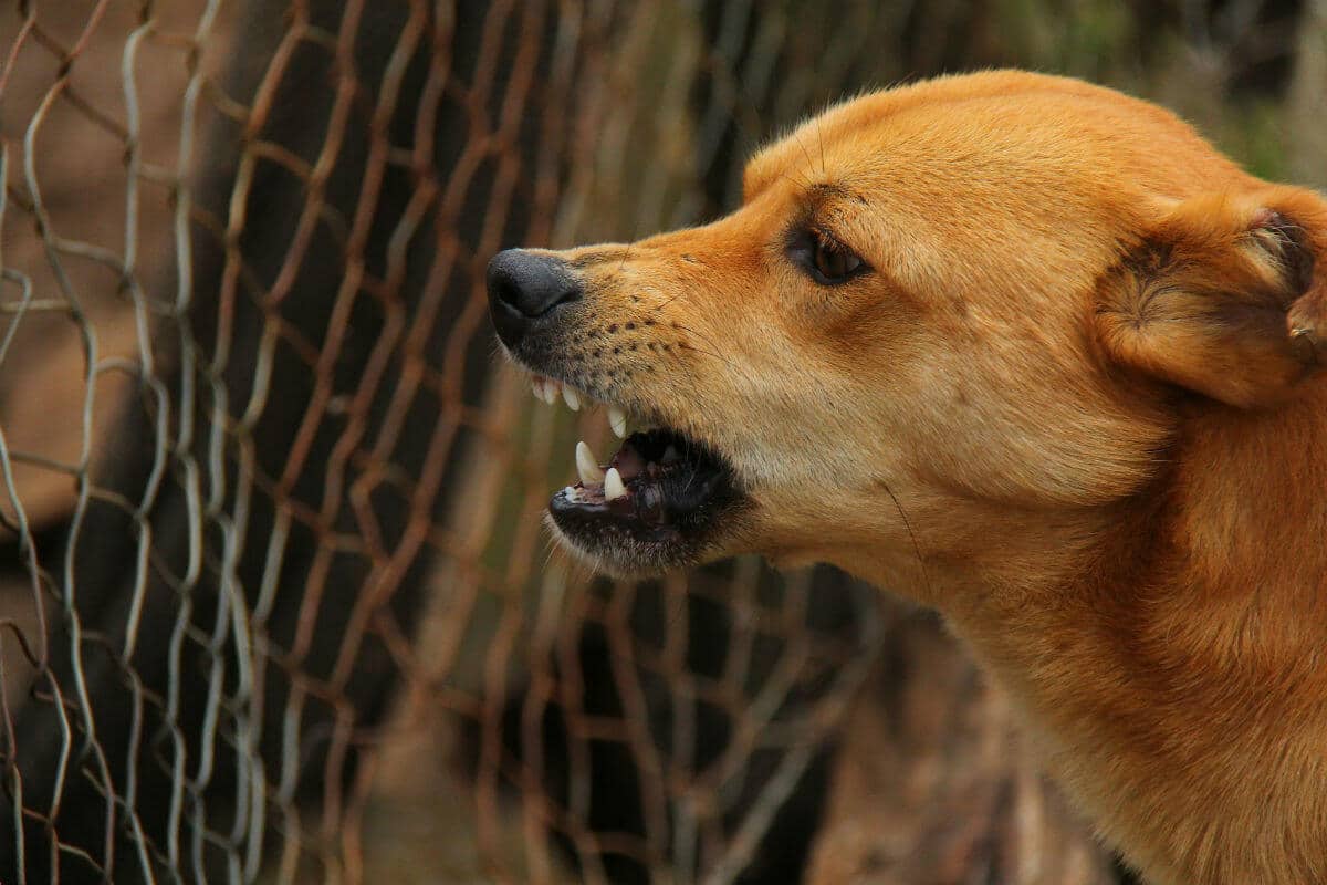 Hasta el momento se desconoce si el perro le pertenecía a alguien y también si el menor se encontraba solo