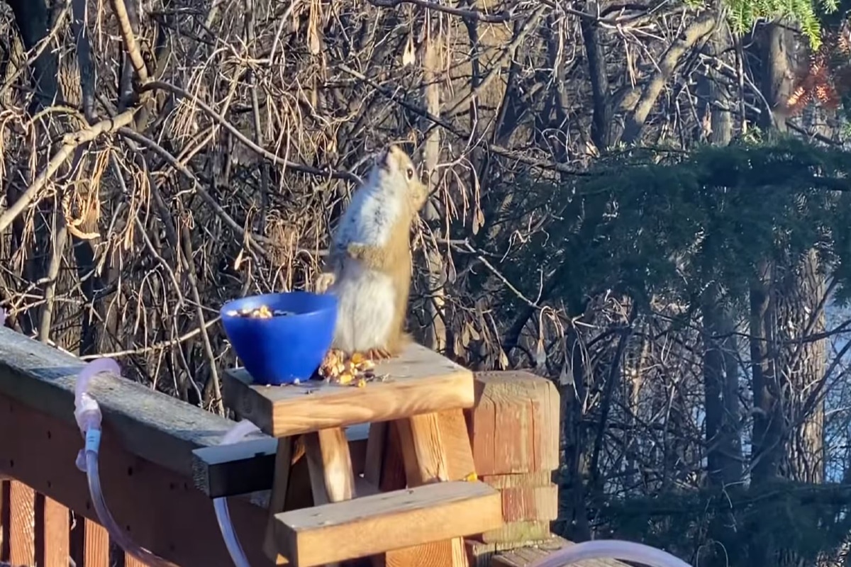 En un video se observa cómo una ardilla terminó borracha luego de que comió unas peras que una mujer dejó afuera de su casa, junto a otras semillas, para alimentar a su cerdo