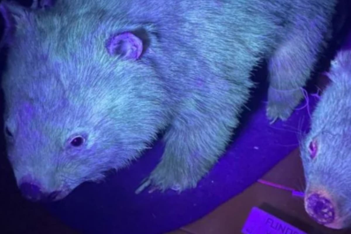 El fenómeno de la fluorescencia ocurre cuando los animales absorben energía ultravioleta, por lo que emiten luz a una frecuencia más baja, lo que produce los colores luminosos