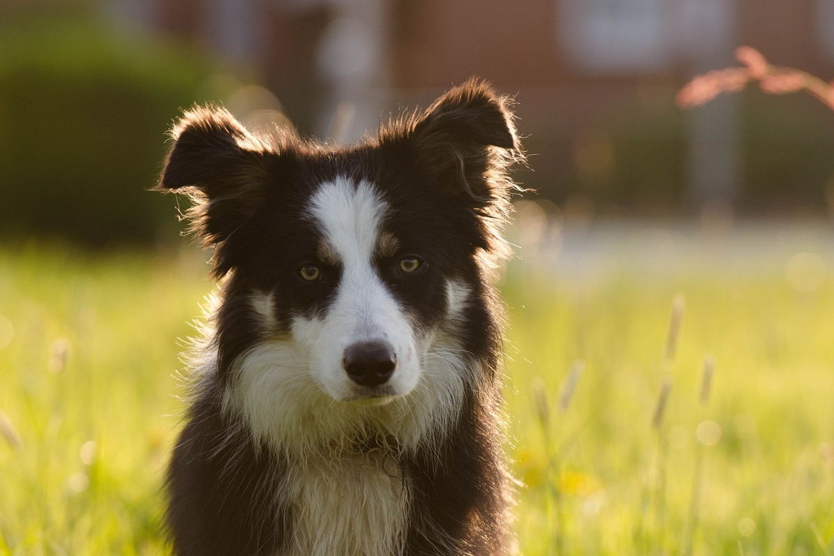 Tras analizar el comportamiento, evaluar la magnitud de los cambios y analizar las diferencias individuales en el cambio de personalidad de 217 perros Border collies