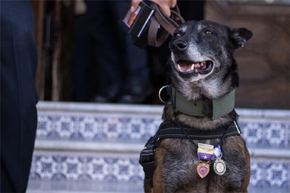 marck-perrito-rescatistas-19S-CDMX