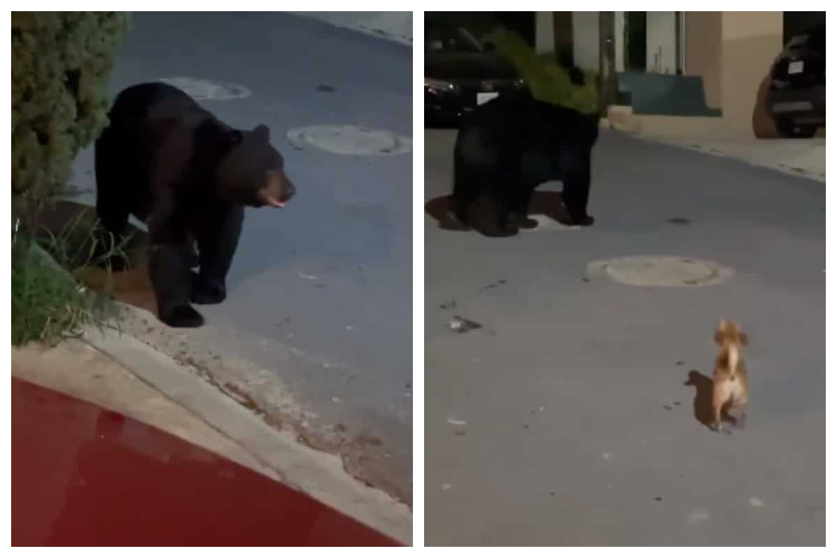 Pese a que el perrito poseía un diminuto tamaño, no fue impedimento para que se acercara al oso y lo ahuyentara de su territorio