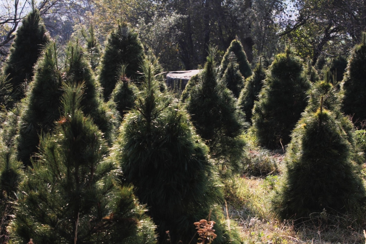 Árbol de Navidad