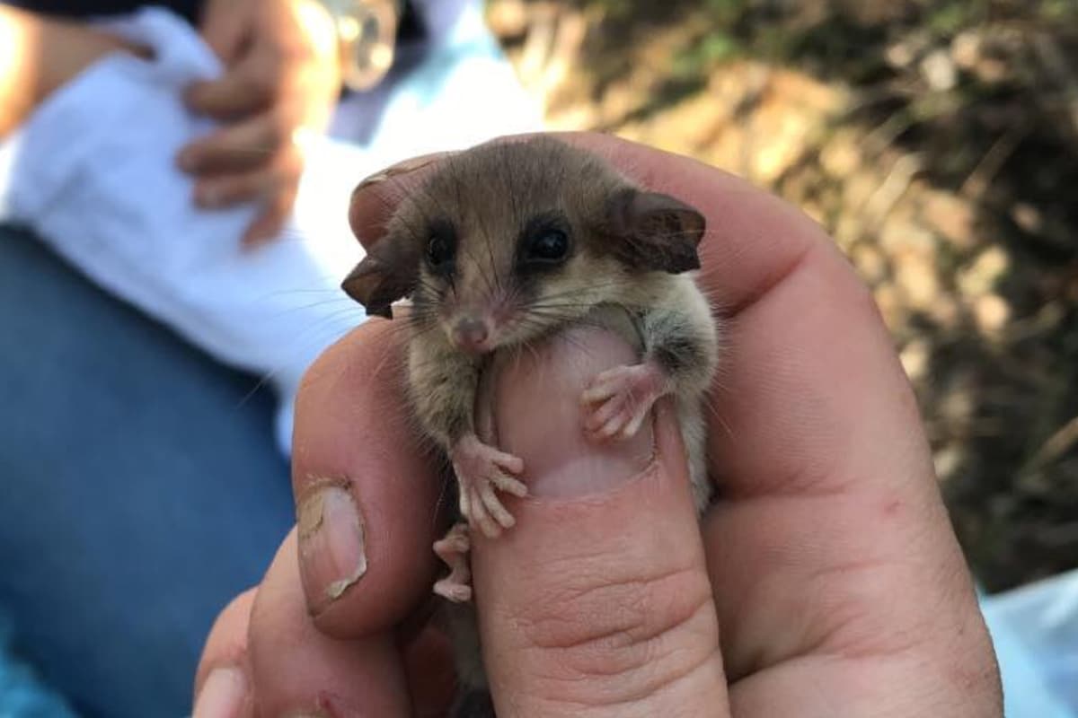 La zarigüeya pigmea es un ejemplar que se consideraba extinta luego de los incendios forestales que azotaron Australia entre 2019 y este año, aunque la ONG