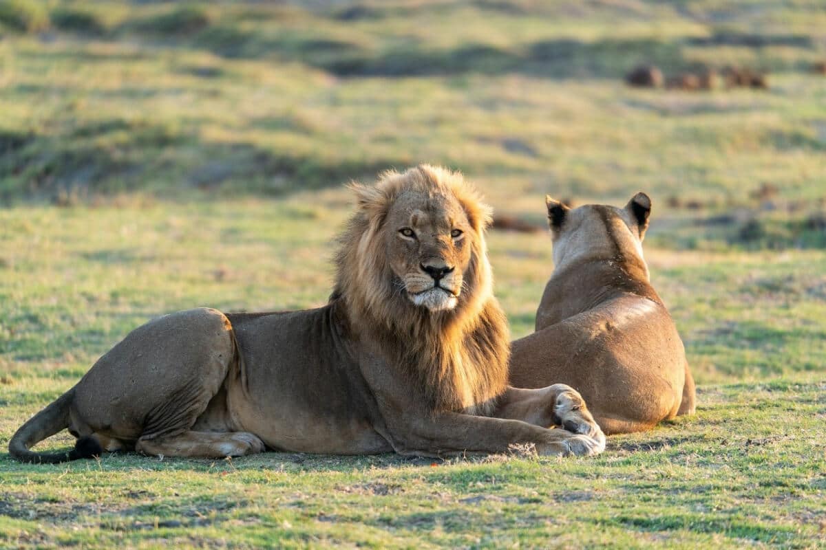 El Servicio veterinario del Zoo de Barcelona contactó con el Zoológico del Bronx, en Nueva York