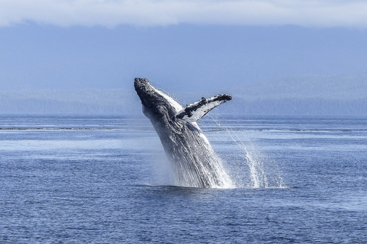 Ballena