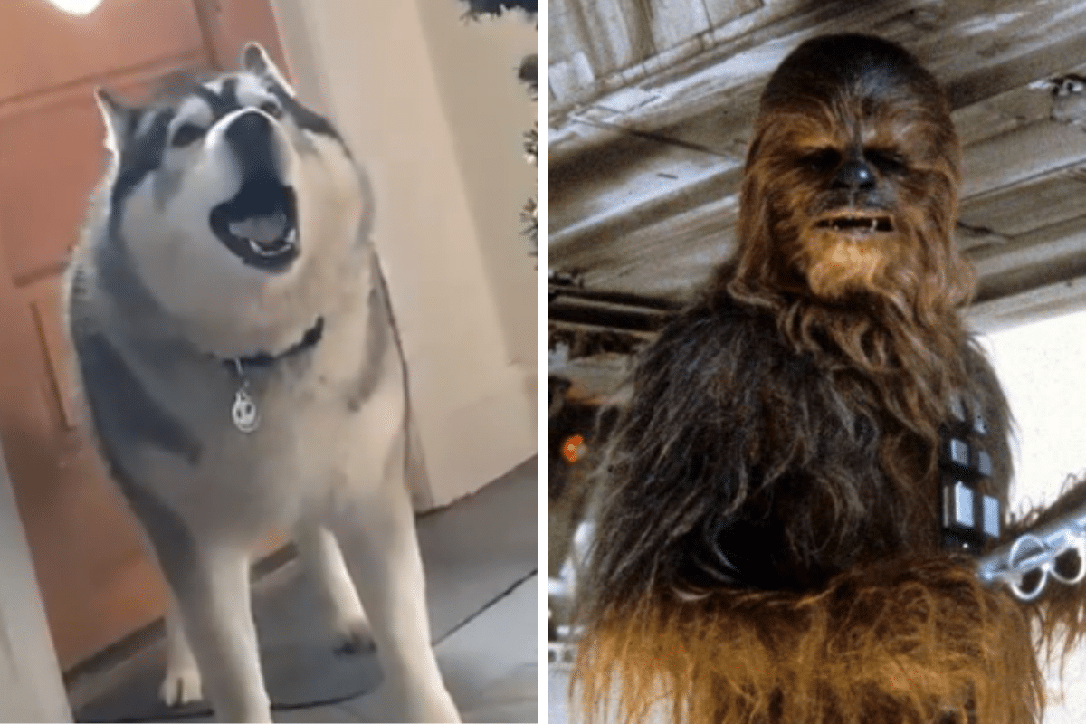 Chewbacca-Husky