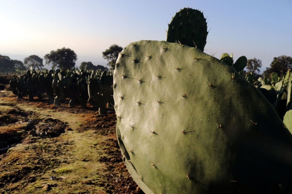 nopal