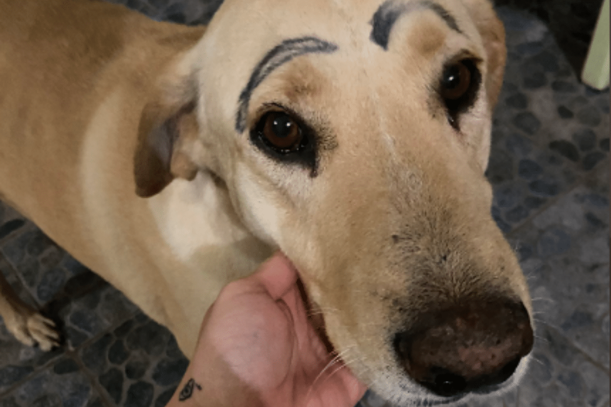 perrito con cejas