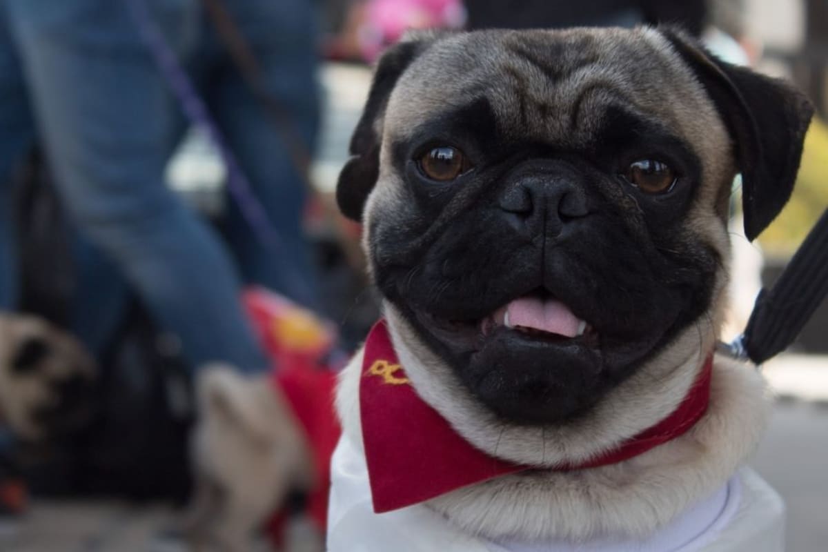 Asimismo, el dormir con la mascota aumenta nuestro vínculo afectivo con ella, por lo que ellos se sentirán más amados y nosotros extenderemos más nuestro lazo amoroso con ellos