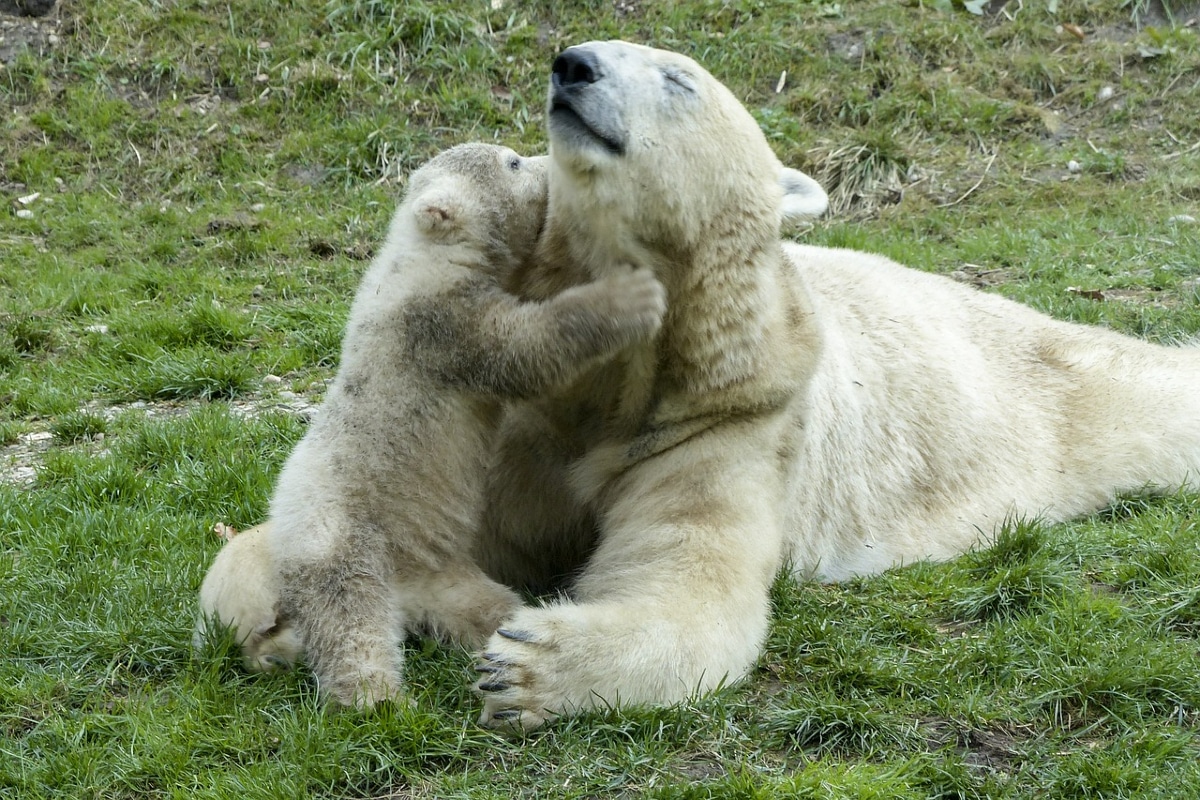 oso polar