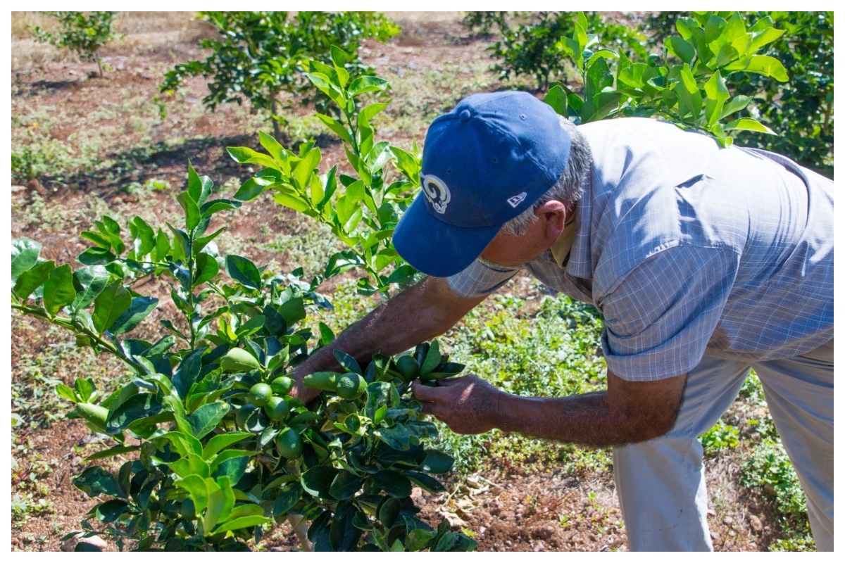 En el Programa de Reconversión Productiva participan 650 productores 