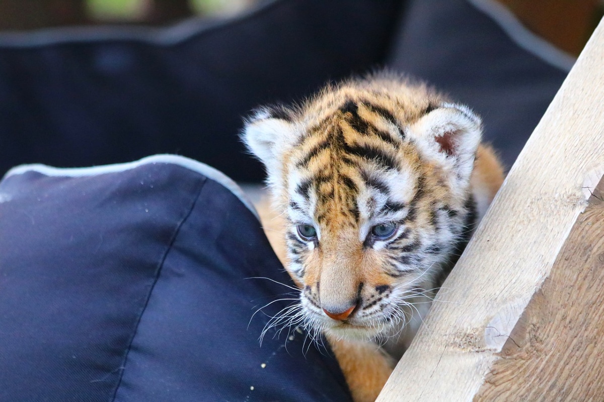 La Dirección de Protección Animal Zapopan rescató a un cachorro de tigre de bengala en la colonia La Estancia luego de que elementos de la Coordinación Municipal de Protección Civil y Bomberos