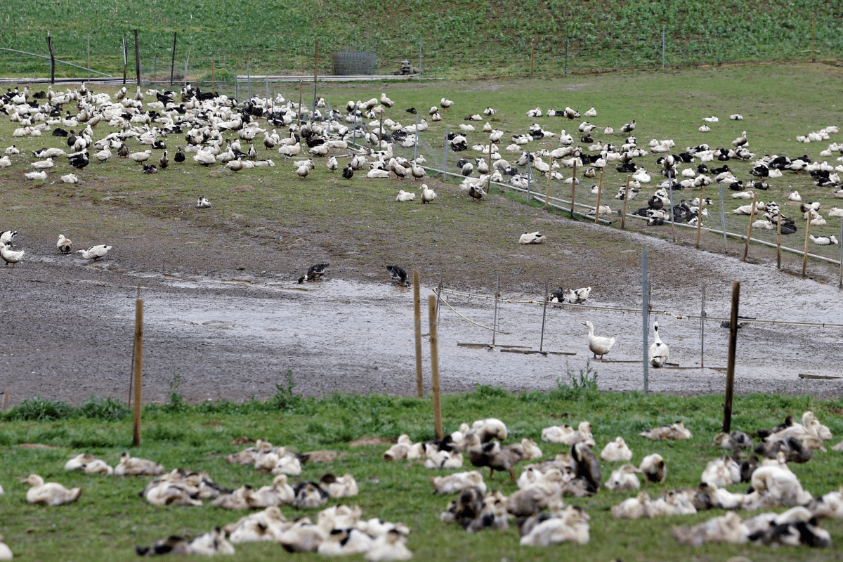 aves de corral