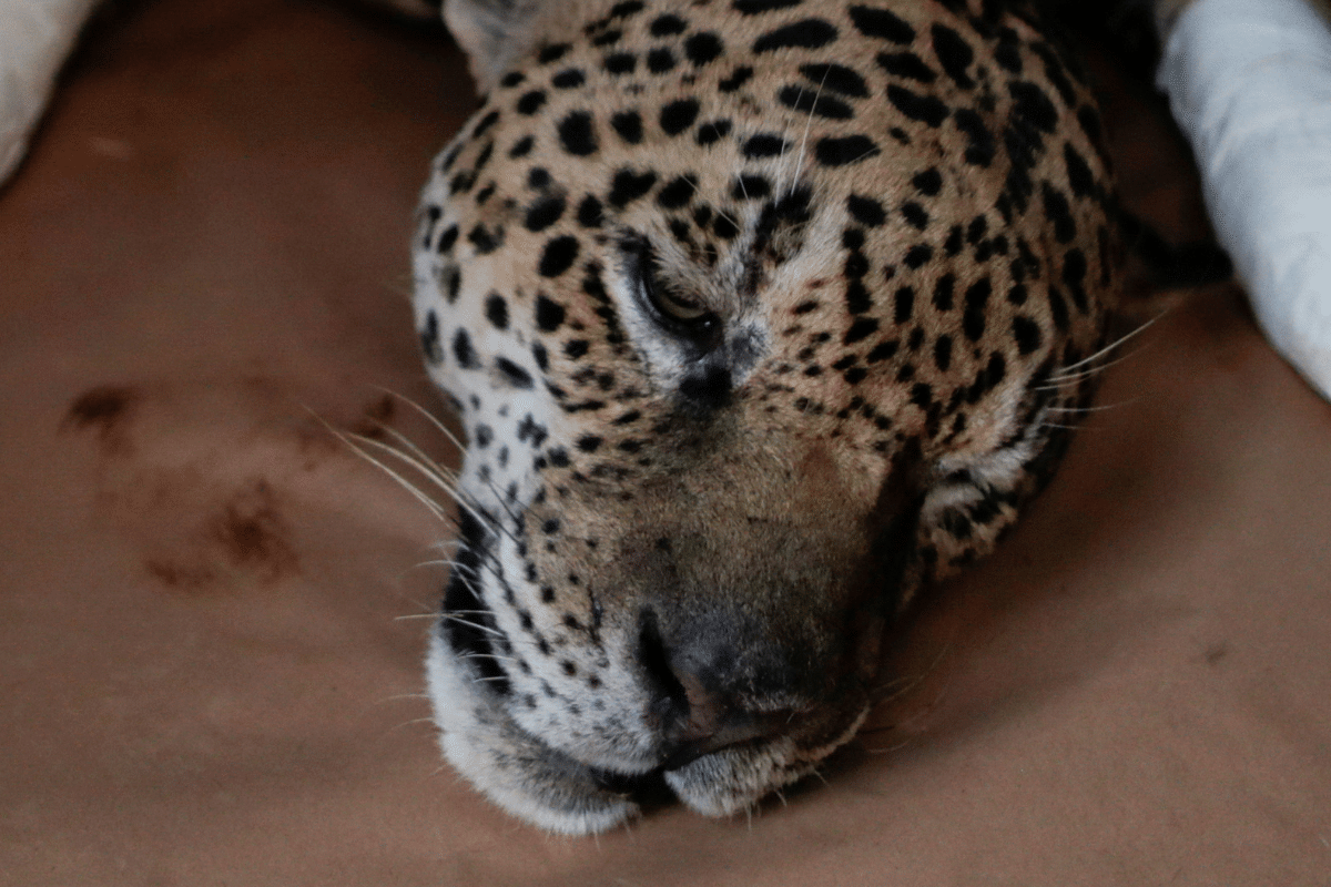 jaguar