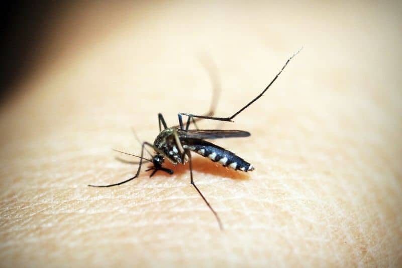 malaria