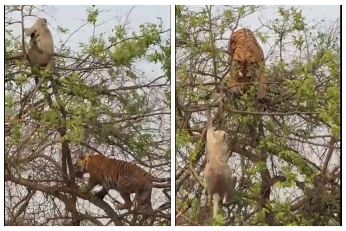 tigre de bengala