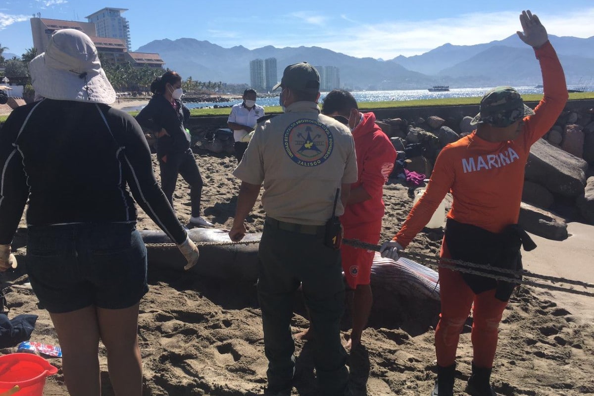 Hallan dos ballenatos varados sin vida en Puerto Vallarta