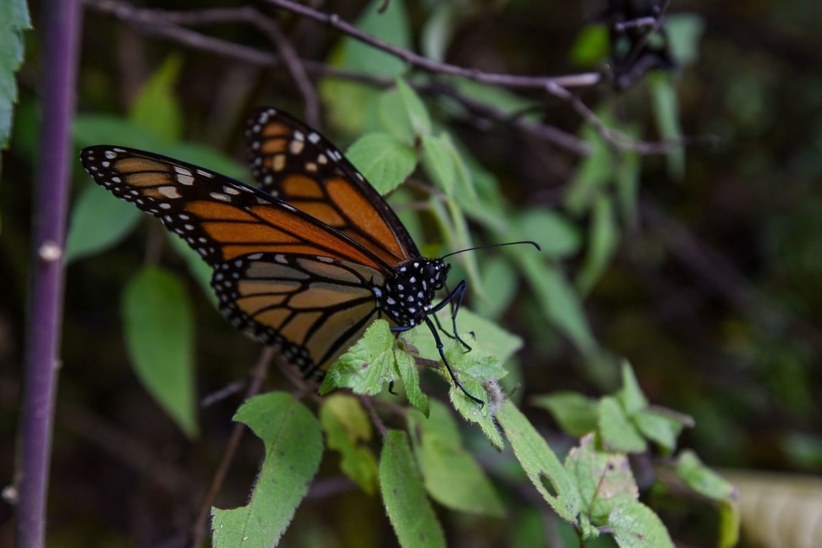 mariposa monarca