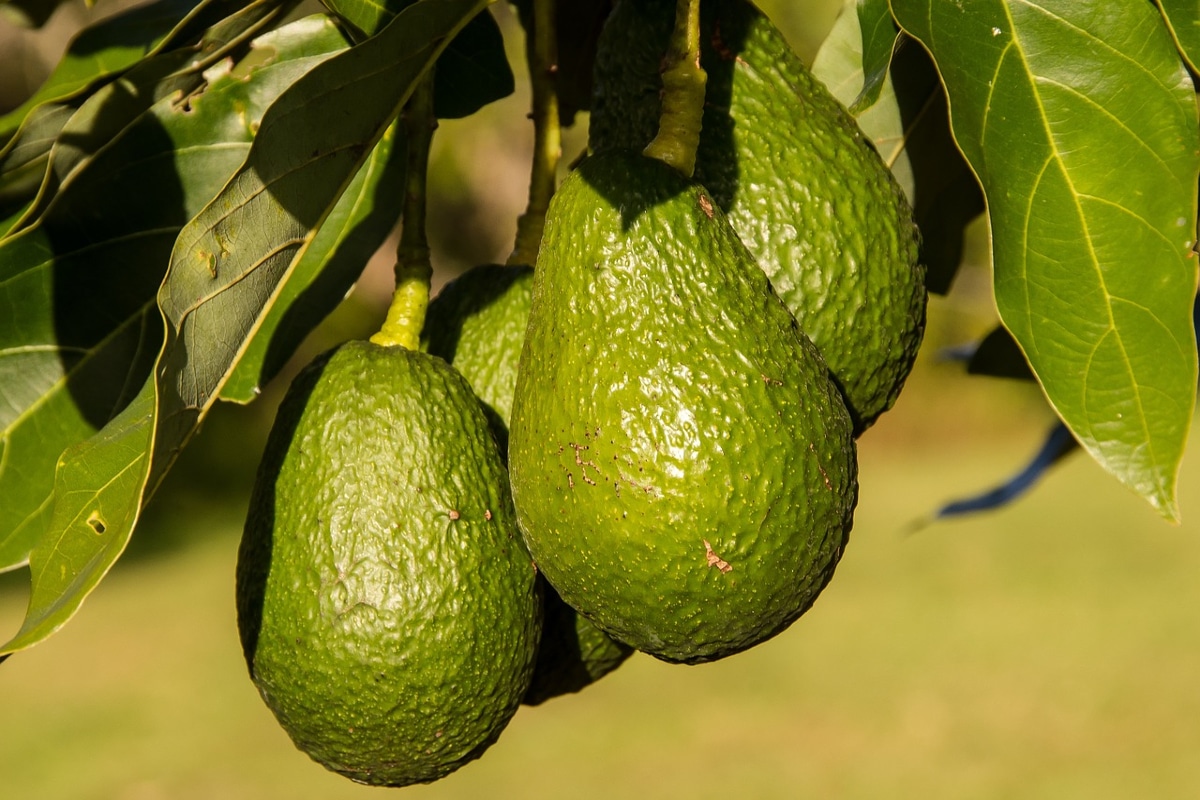 pequeños productores