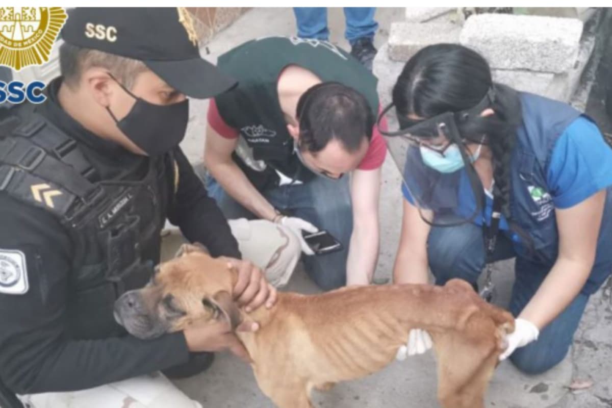 El animal fue contenido por los brigadistas de la SSC y con los cuidados necesarios, la resguardaron y llevaron a un lugar seguro para su valoración médica veterinaria por parte del personal de PAOT